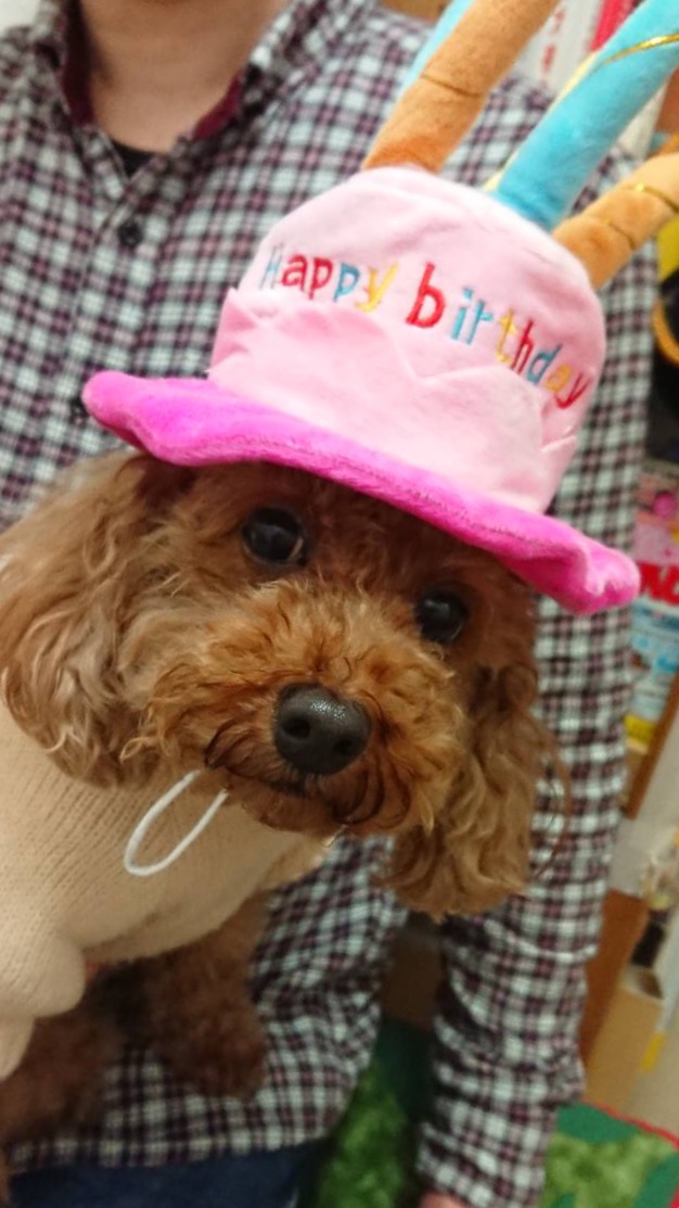 明日２月２７日は、トイプードルのちゃこ💕のお誕生日🎂